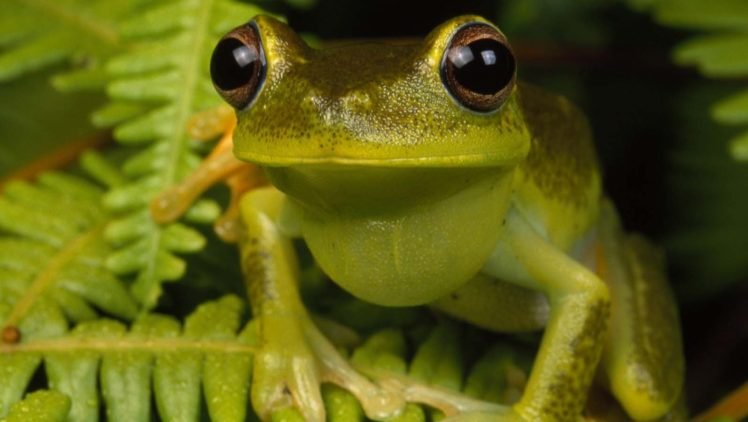 frog, Amphibian, Ferns HD Wallpaper Desktop Background
