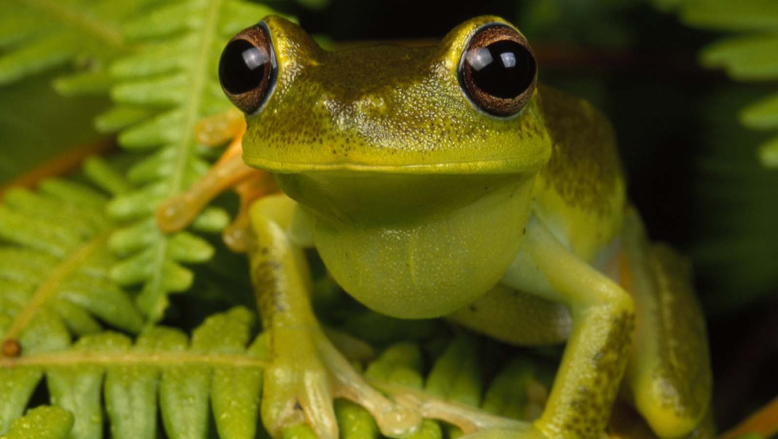frog, Amphibian, Ferns Wallpaper