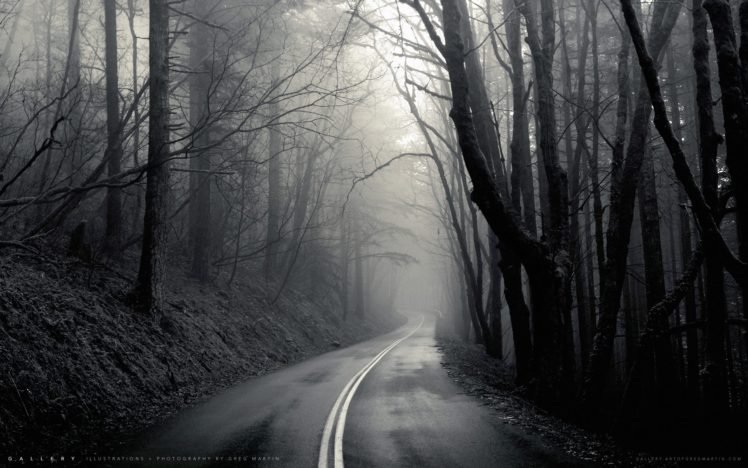 mist, Black, Road, Trees HD Wallpaper Desktop Background