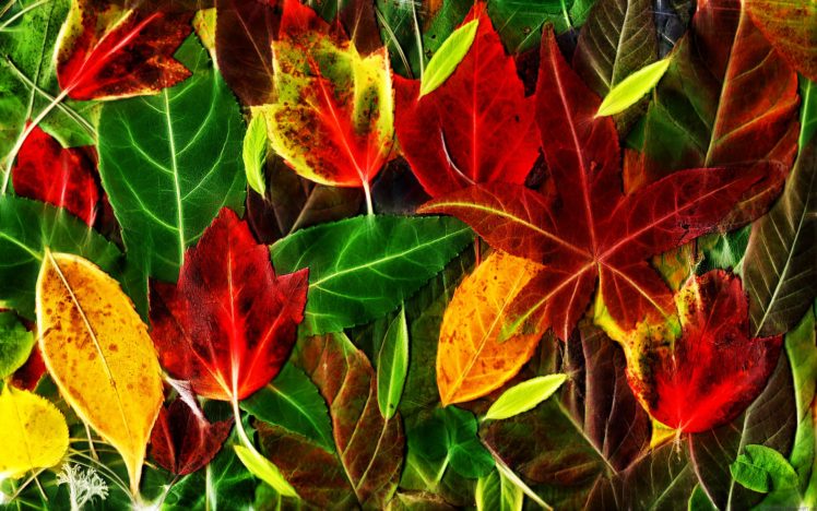 leaves, Fall, Red, Green, Yellow HD Wallpaper Desktop Background