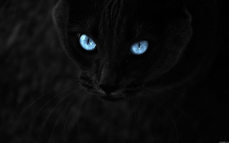 black cats HD Wallpaper Desktop Background