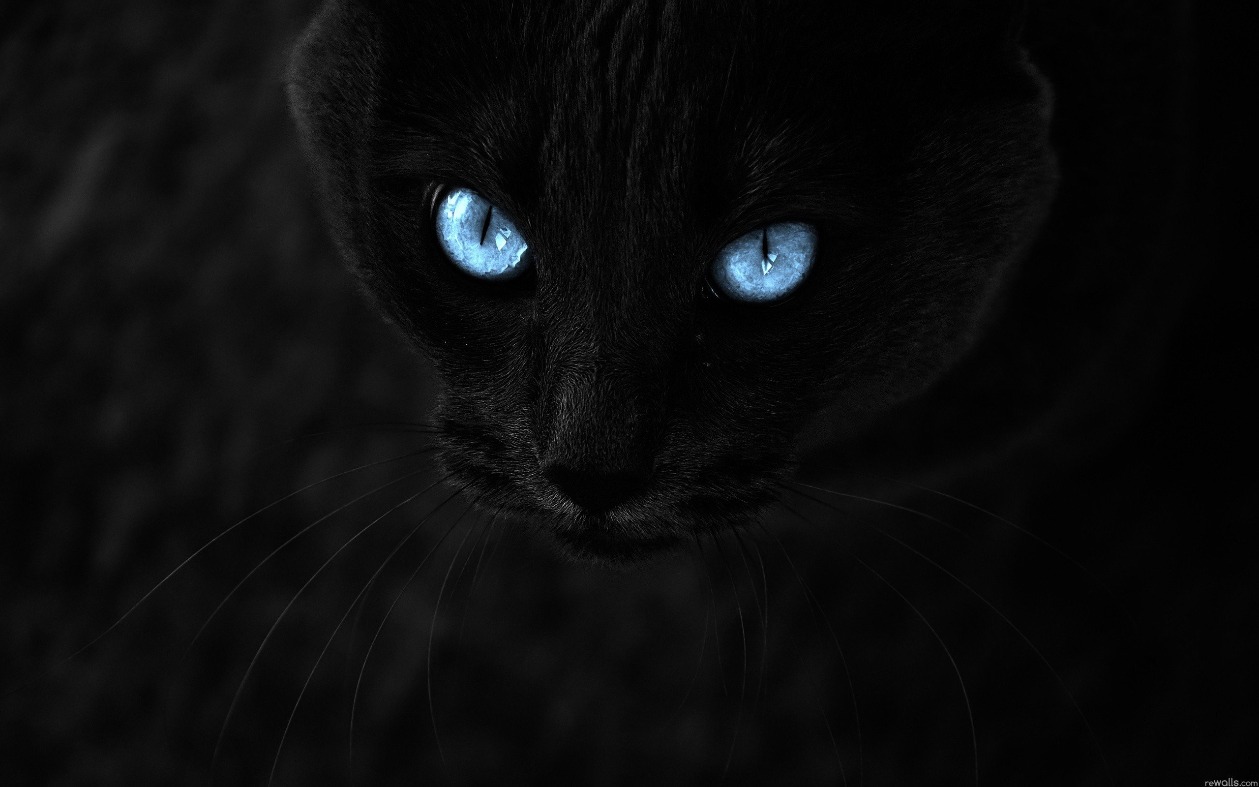 black cats Wallpaper