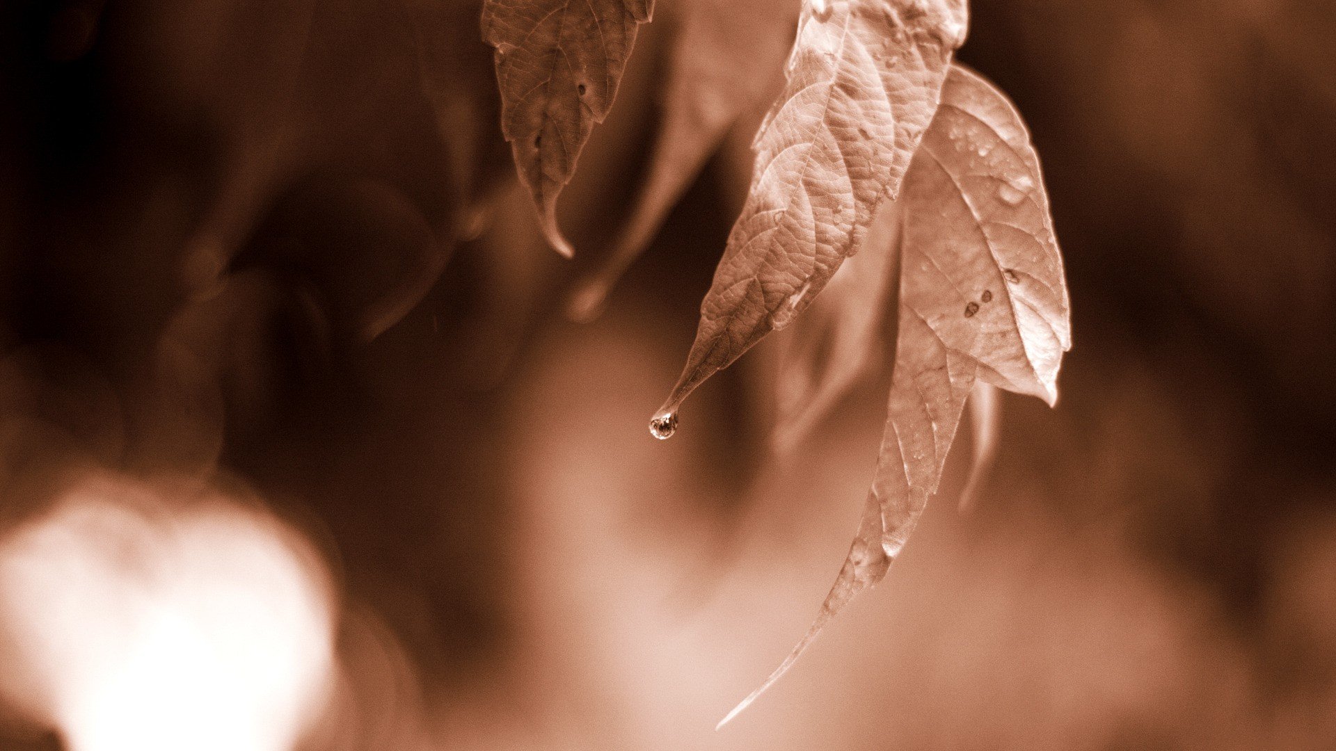 leaves, Monochrome, Water drops Wallpaper