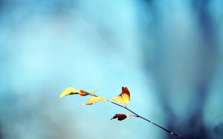 leaves, Simple background HD Wallpaper Desktop Background
