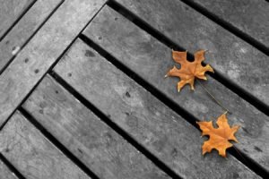 wooden surface, Leaves, Selective coloring