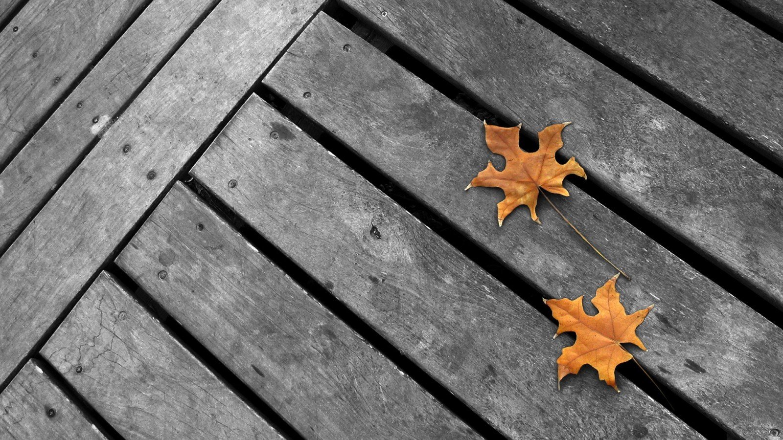 wooden surface, Leaves, Selective coloring Wallpaper