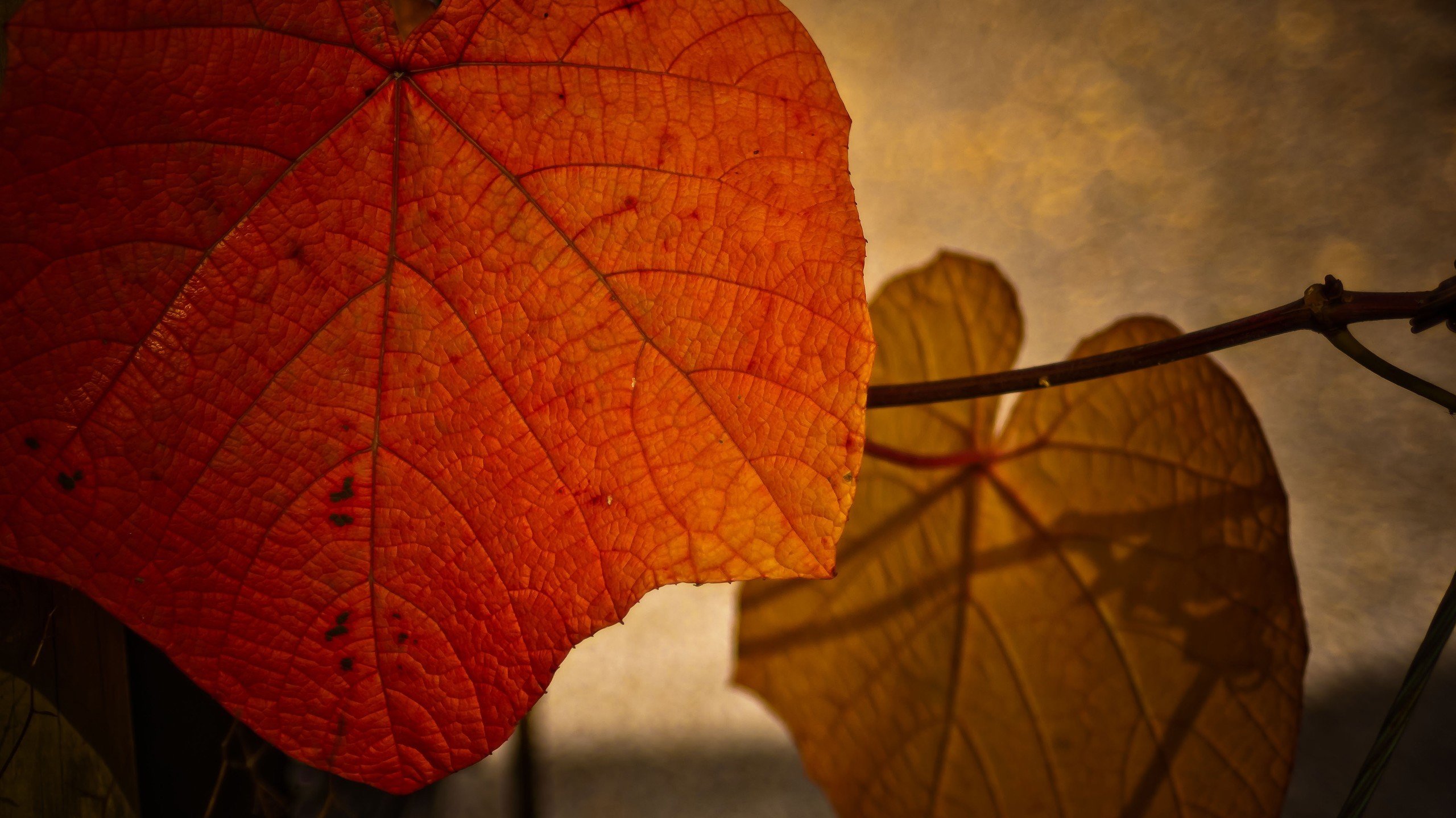 leaves, Macro Wallpaper