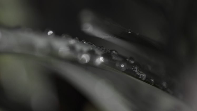 water drops, Macro, Photography, Leaves HD Wallpaper Desktop Background