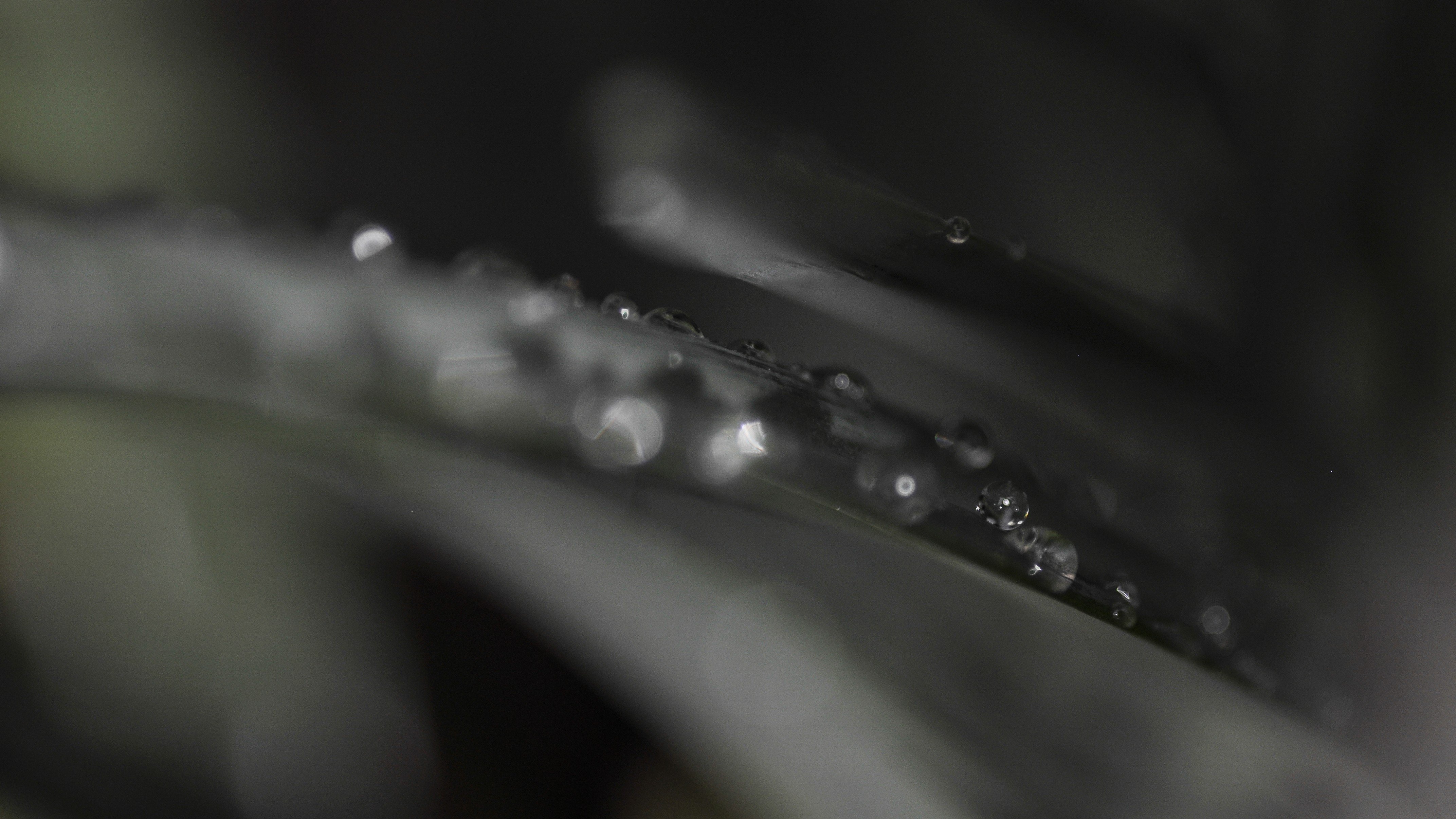 water drops, Macro, Photography, Leaves Wallpaper