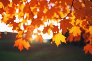 leaves, Sunlight, Depth of field, Photography, Bokeh, Fall