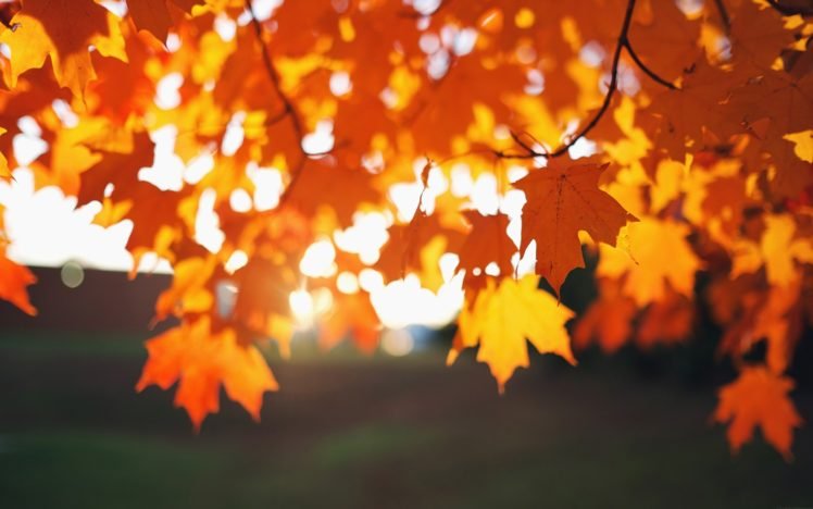 leaves, Sunlight, Depth of field, Photography, Bokeh, Fall HD Wallpaper Desktop Background