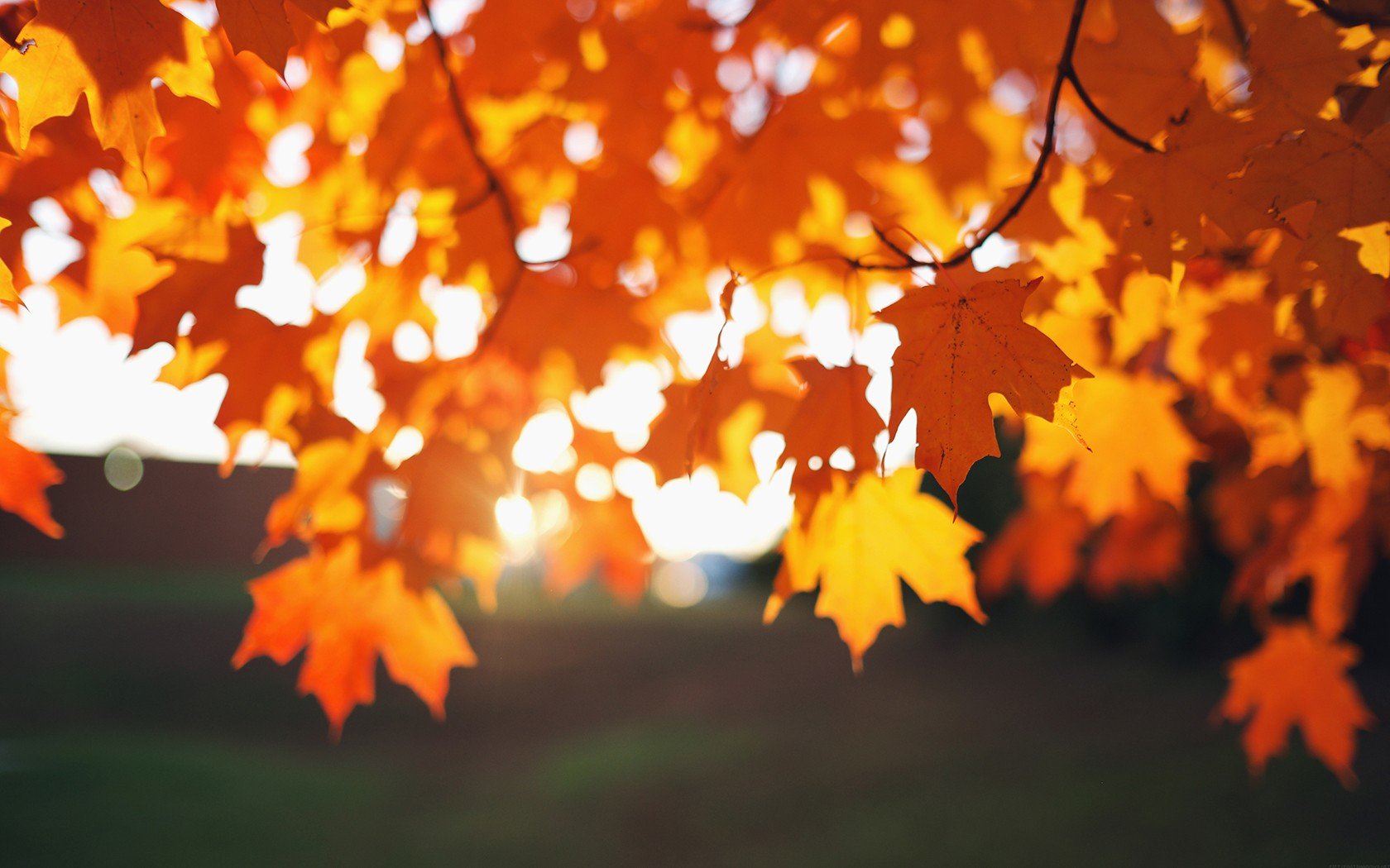 Осенние листья и солнце