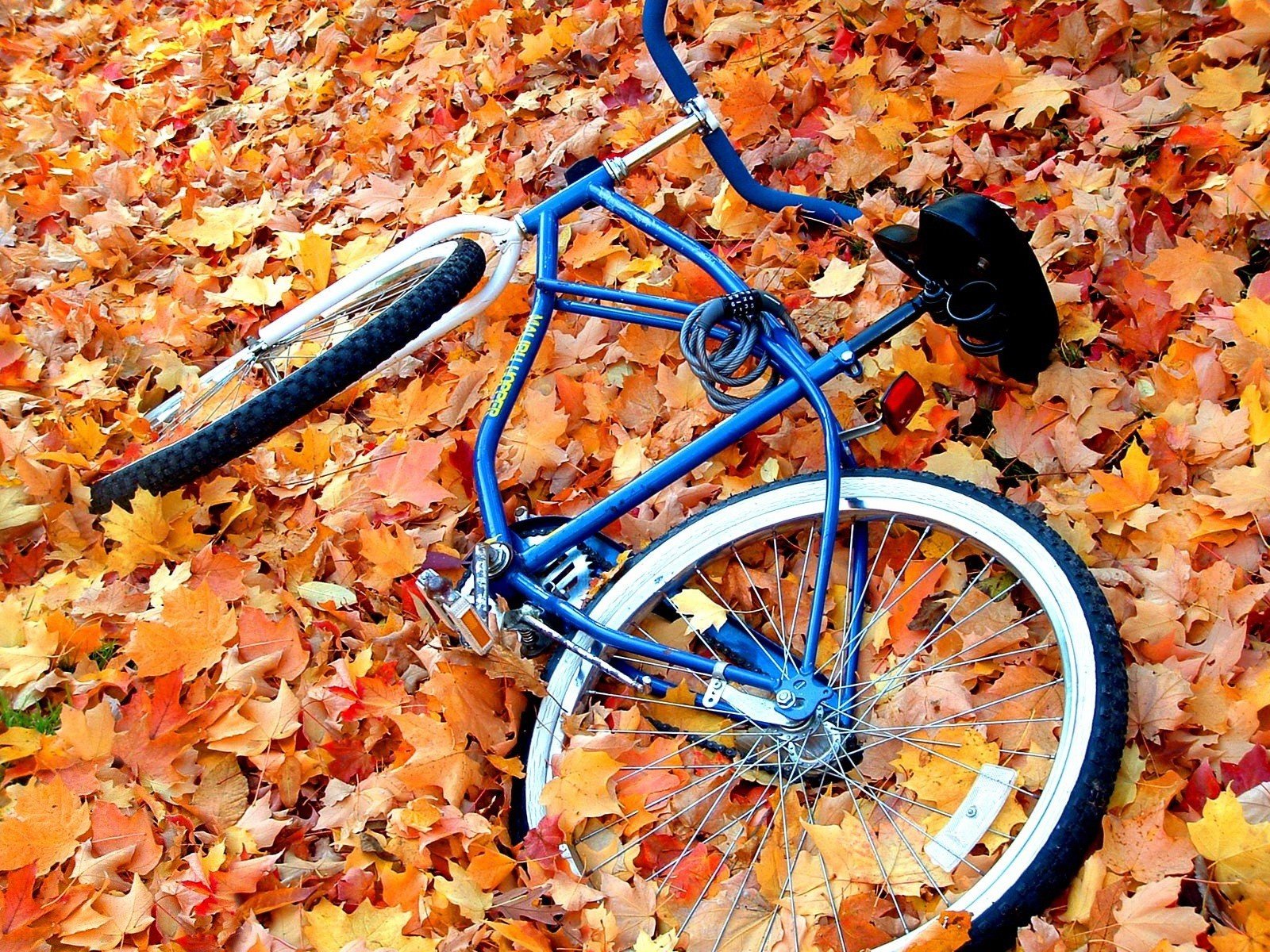 bicycle, Leaves Wallpaper