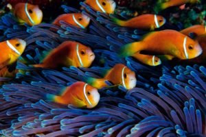 sea anemones, Fish, Clownfish