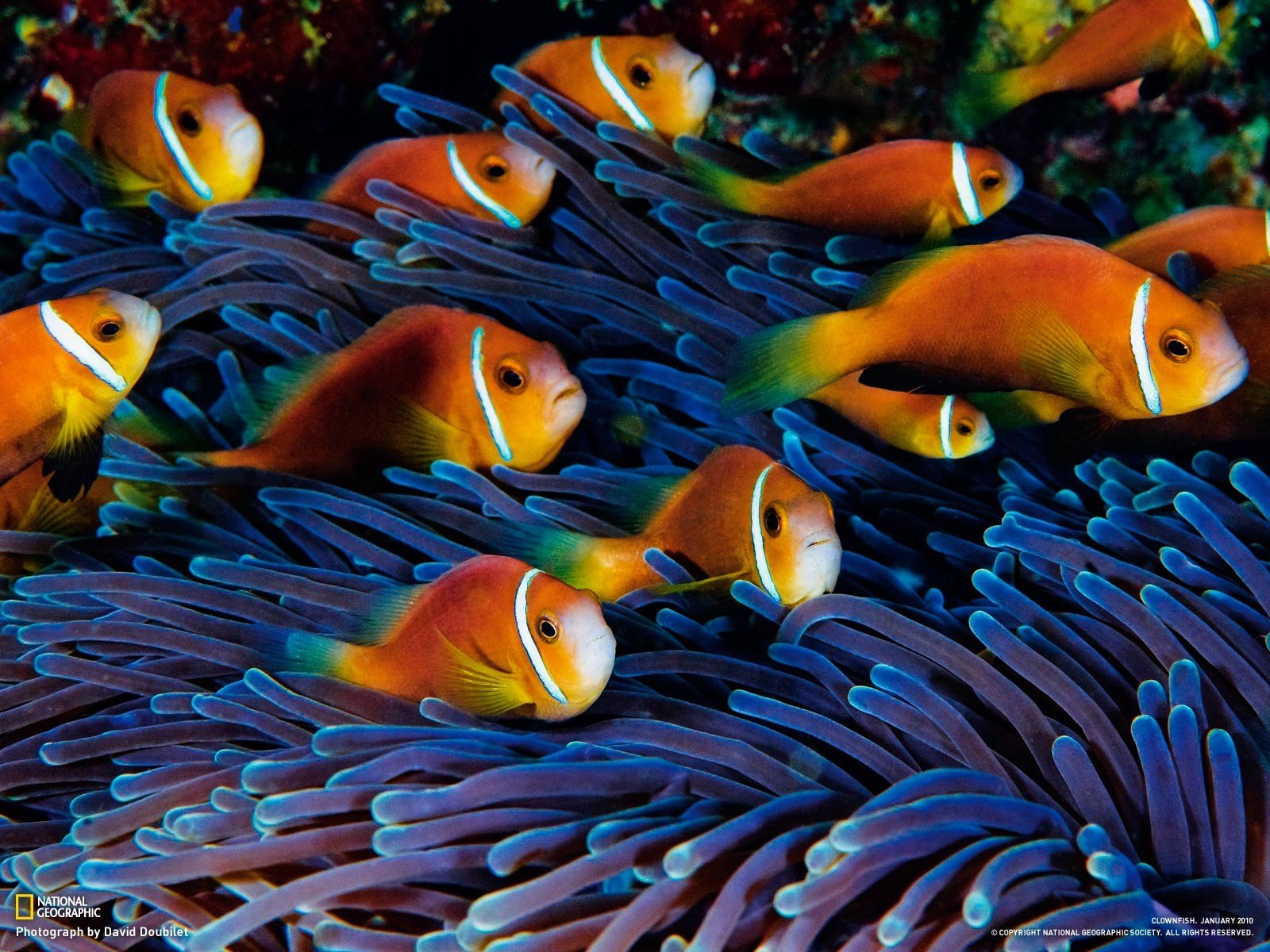 sea anemones, Fish, Clownfish Wallpaper