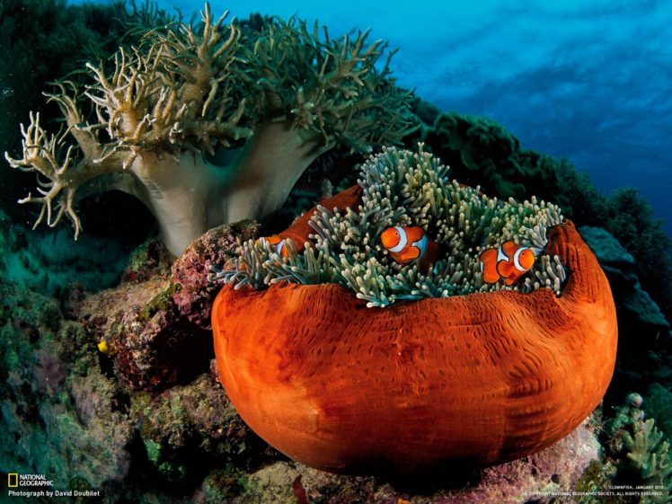 sea anemones, Clownfish, Fish, Underwater, National Geographic HD Wallpaper Desktop Background