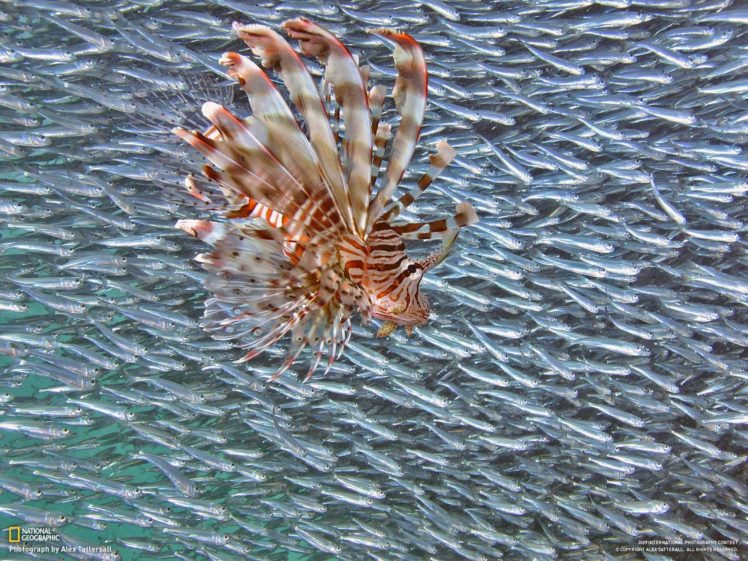 lionfish, Fish, National Geographic HD Wallpaper Desktop Background