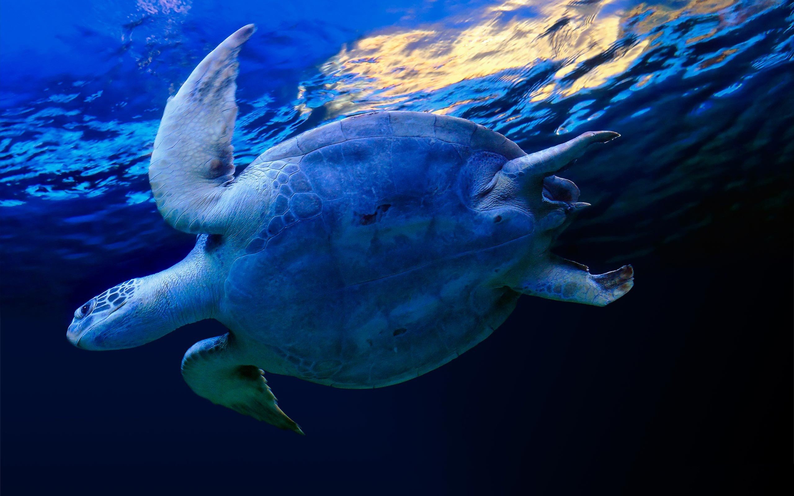 Морская черепаха над водой без смс