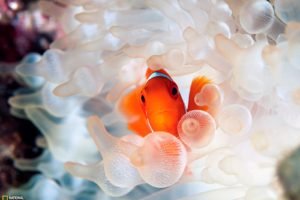 National Geographic, Sea anemones, Fish, Clownfish