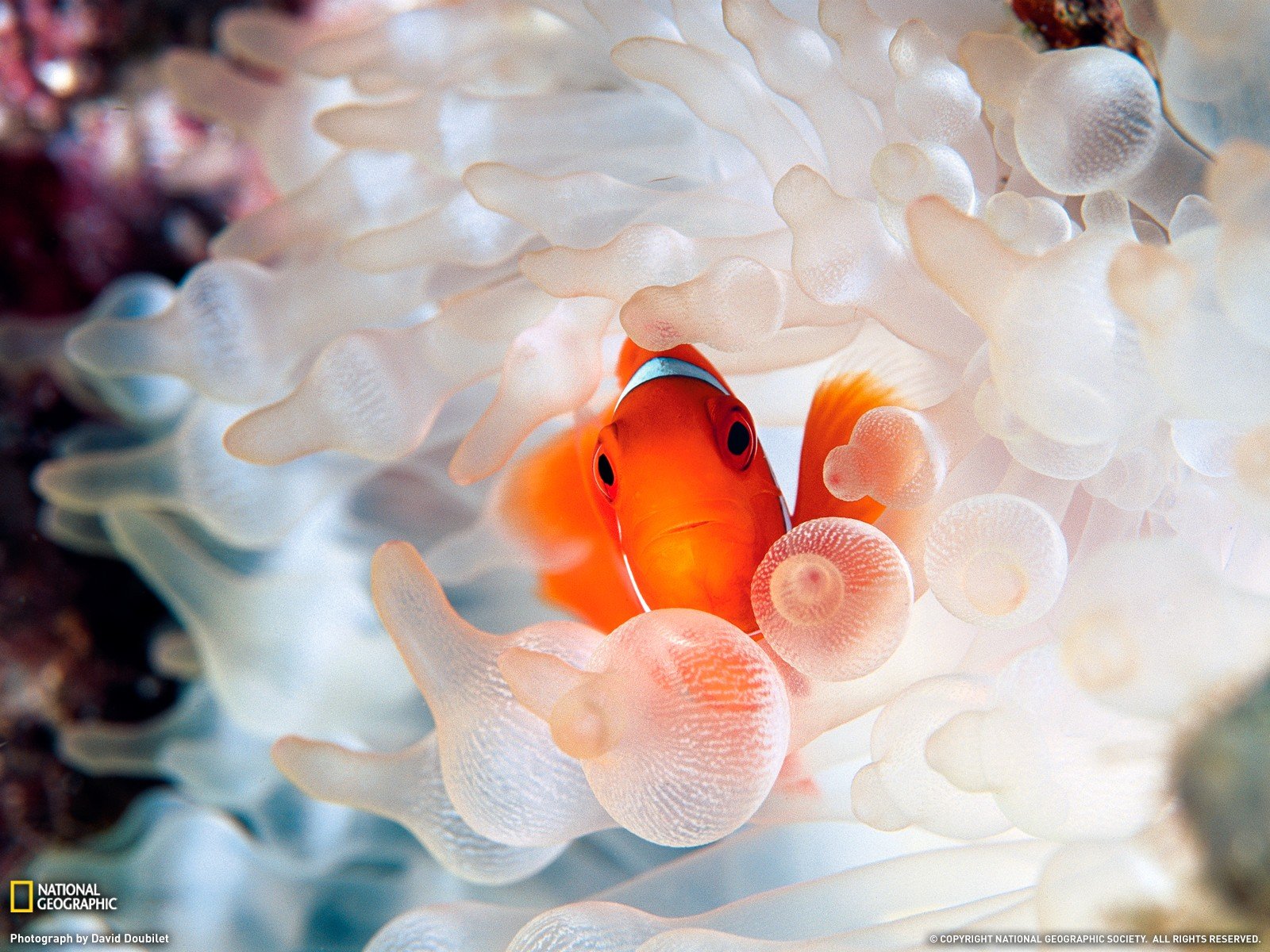 National Geographic, Sea anemones, Fish, Clownfish Wallpaper
