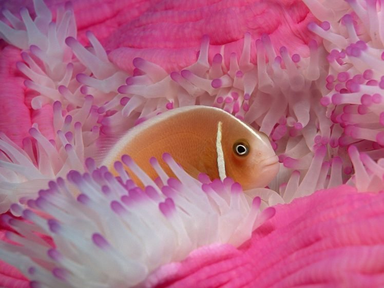 sea anemones, Fish HD Wallpaper Desktop Background