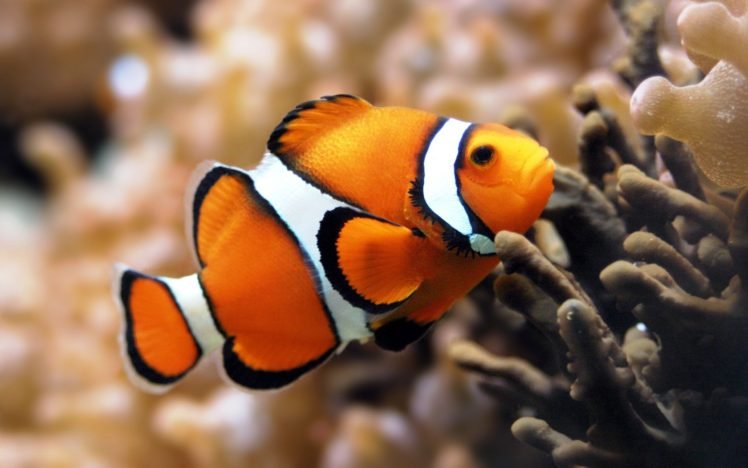 clownfish, Fish, Underwater, Coral HD Wallpaper Desktop Background