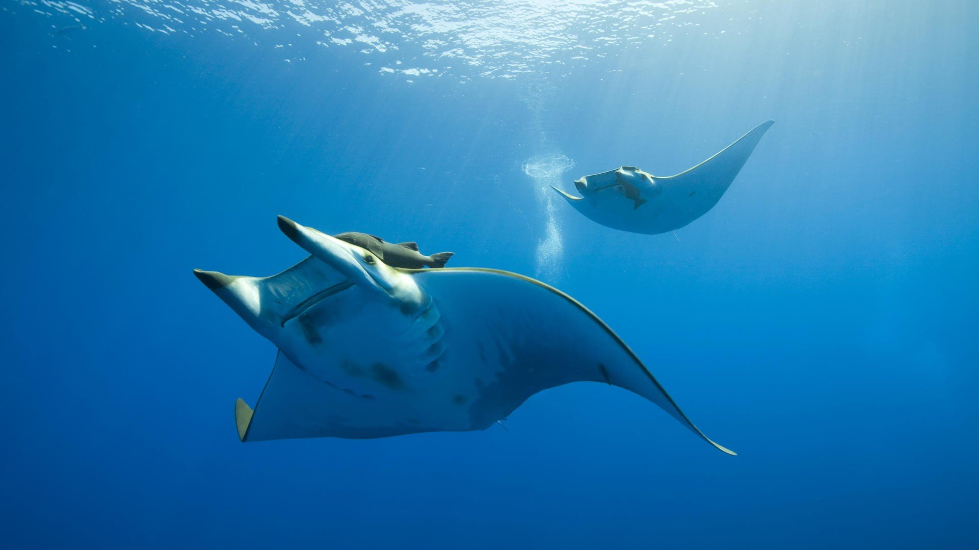 manta rays Wallpaper