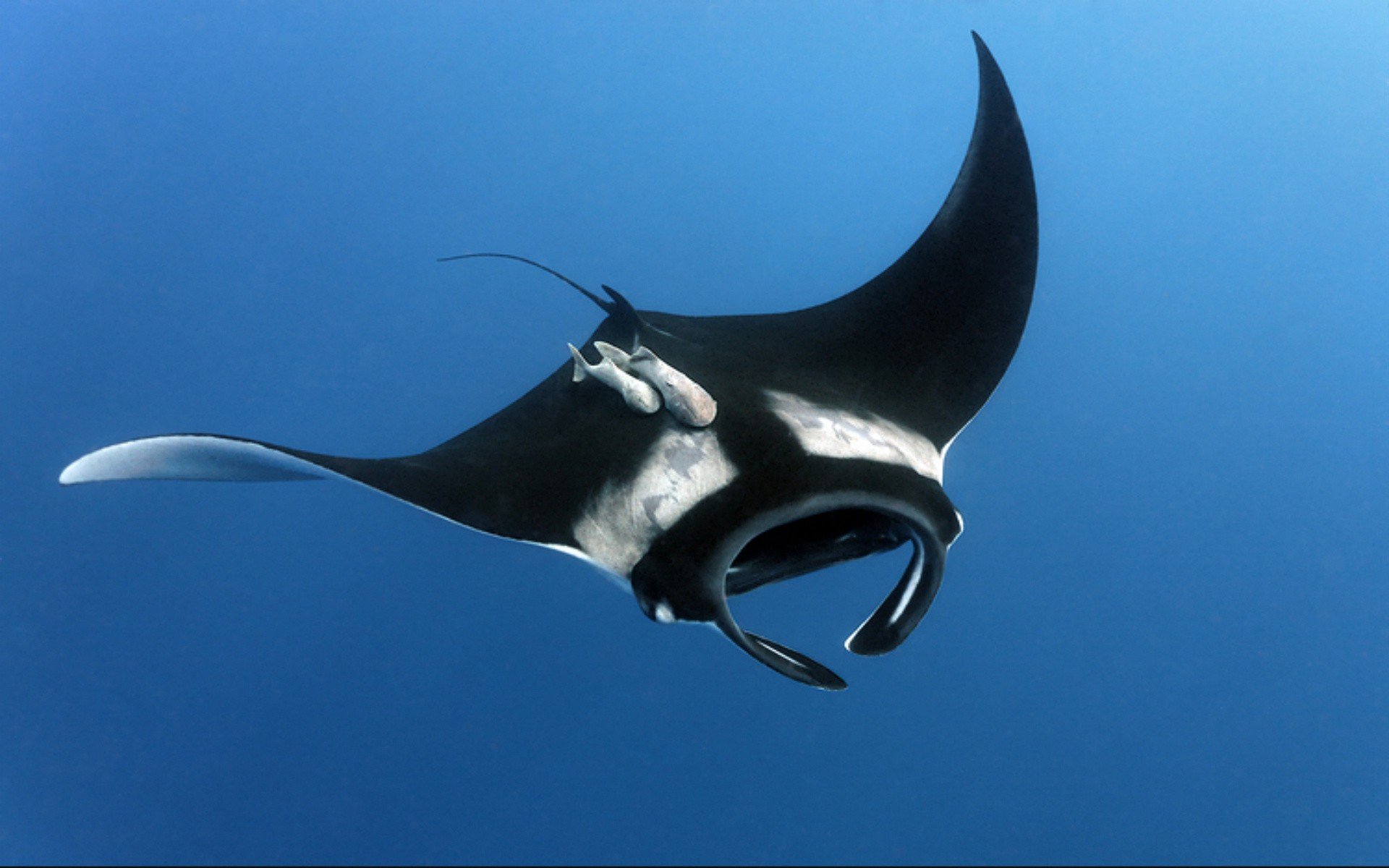 manta rays Wallpaper