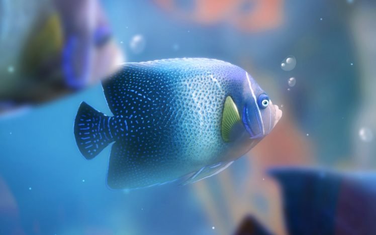fish HD Wallpaper Desktop Background