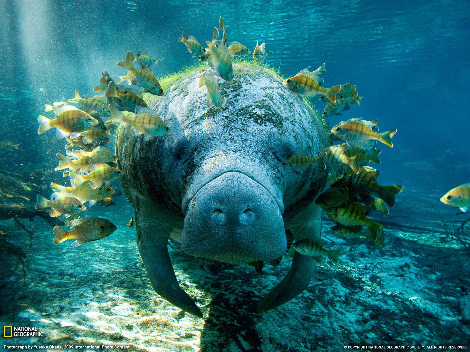 manatee Wallpaper