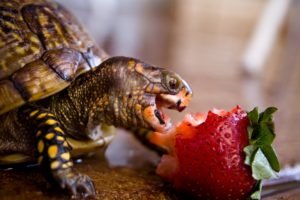 turtle, Omnomnom, Strawberries