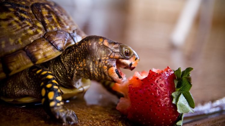 turtle, Omnomnom, Strawberries HD Wallpaper Desktop Background