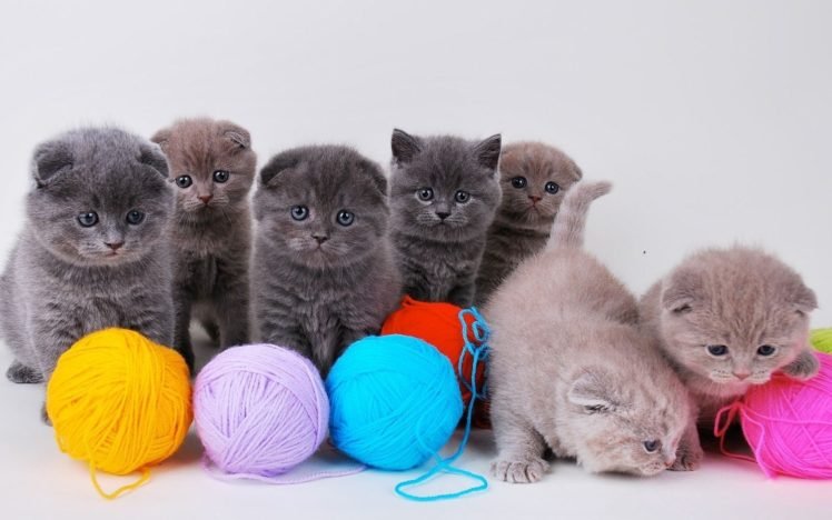 kittens HD Wallpaper Desktop Background