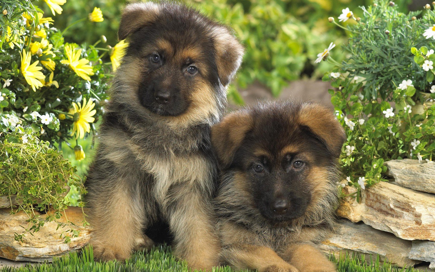 puppies Wallpaper