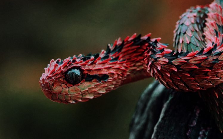 vipers, Reptile HD Wallpaper Desktop Background