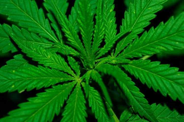 CannabisHD HD Wallpaper Desktop Background