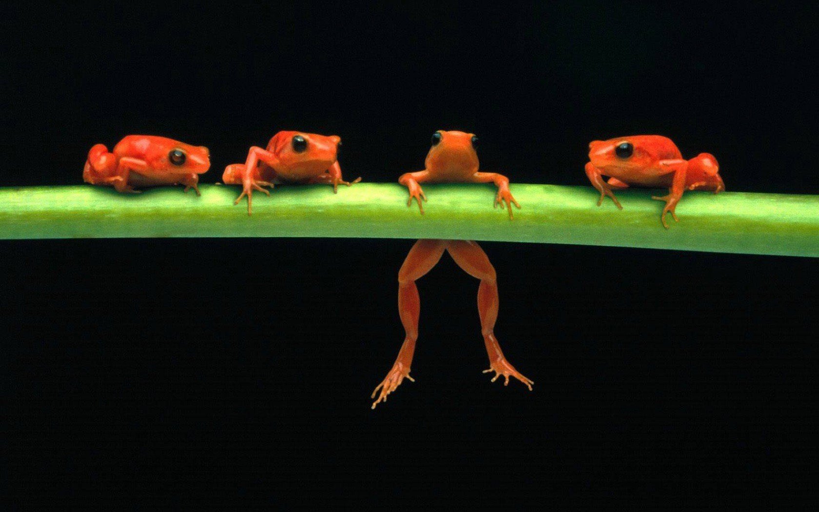 frog, Amphibian Wallpaper