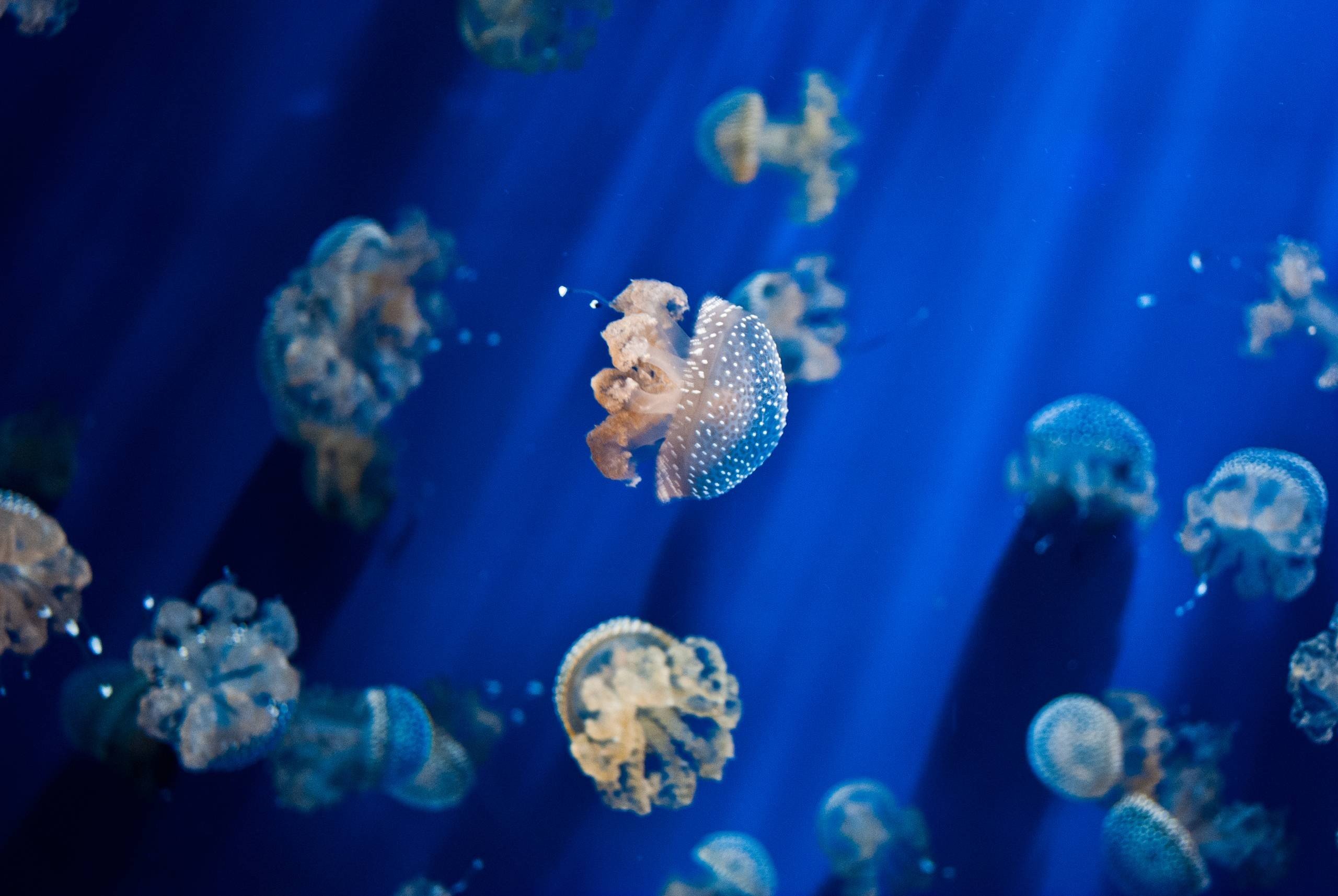 jellyfish, Underwater Wallpaper