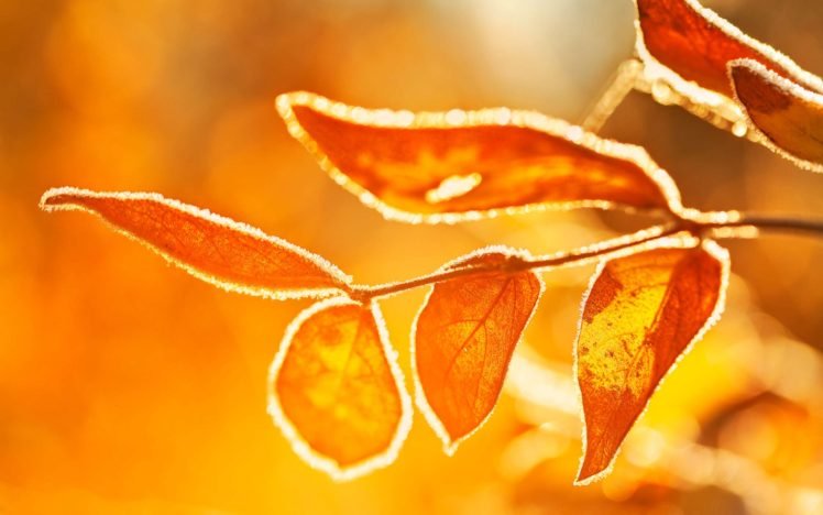 sunlight, Leaves, Macro, Depth of field HD Wallpaper Desktop Background