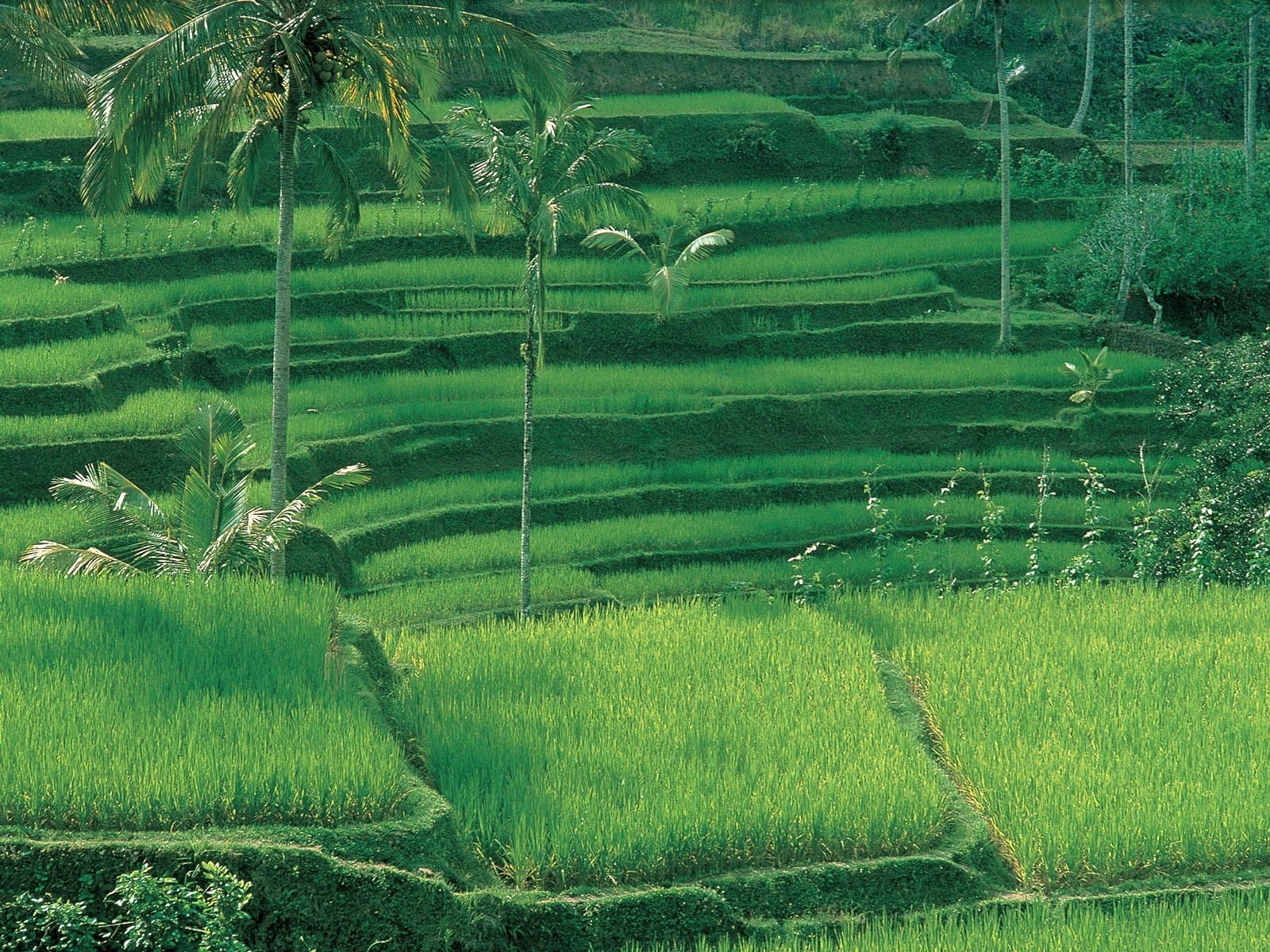 terraced field Wallpaper