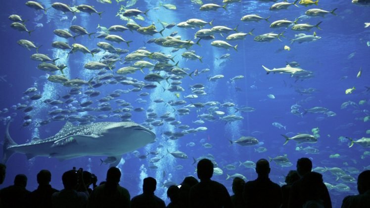 fish, Underwater, Aquarium HD Wallpaper Desktop Background