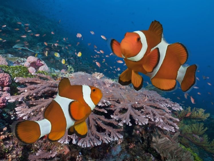 fish, Coral, Clownfish, Underwater HD Wallpaper Desktop Background