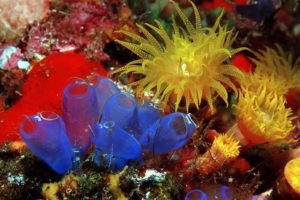 sea anemones, Coral, Underwater