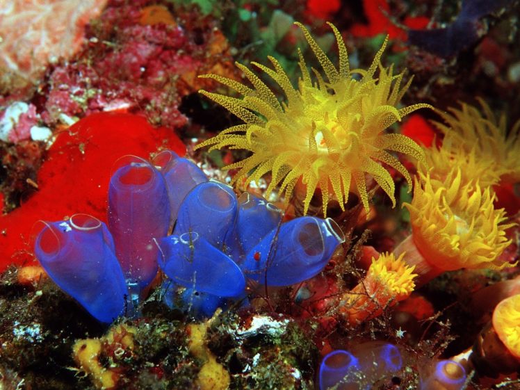 sea anemones, Coral, Underwater HD Wallpaper Desktop Background