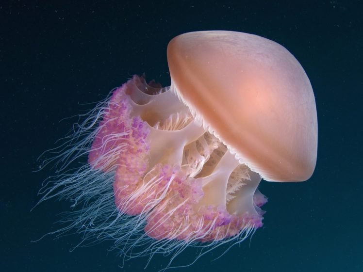 underwater, Jellyfish HD Wallpaper Desktop Background