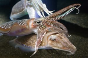 cuttlefish, Aquarium