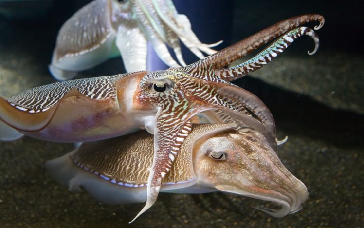 cuttlefish, Aquarium HD Wallpaper Desktop Background
