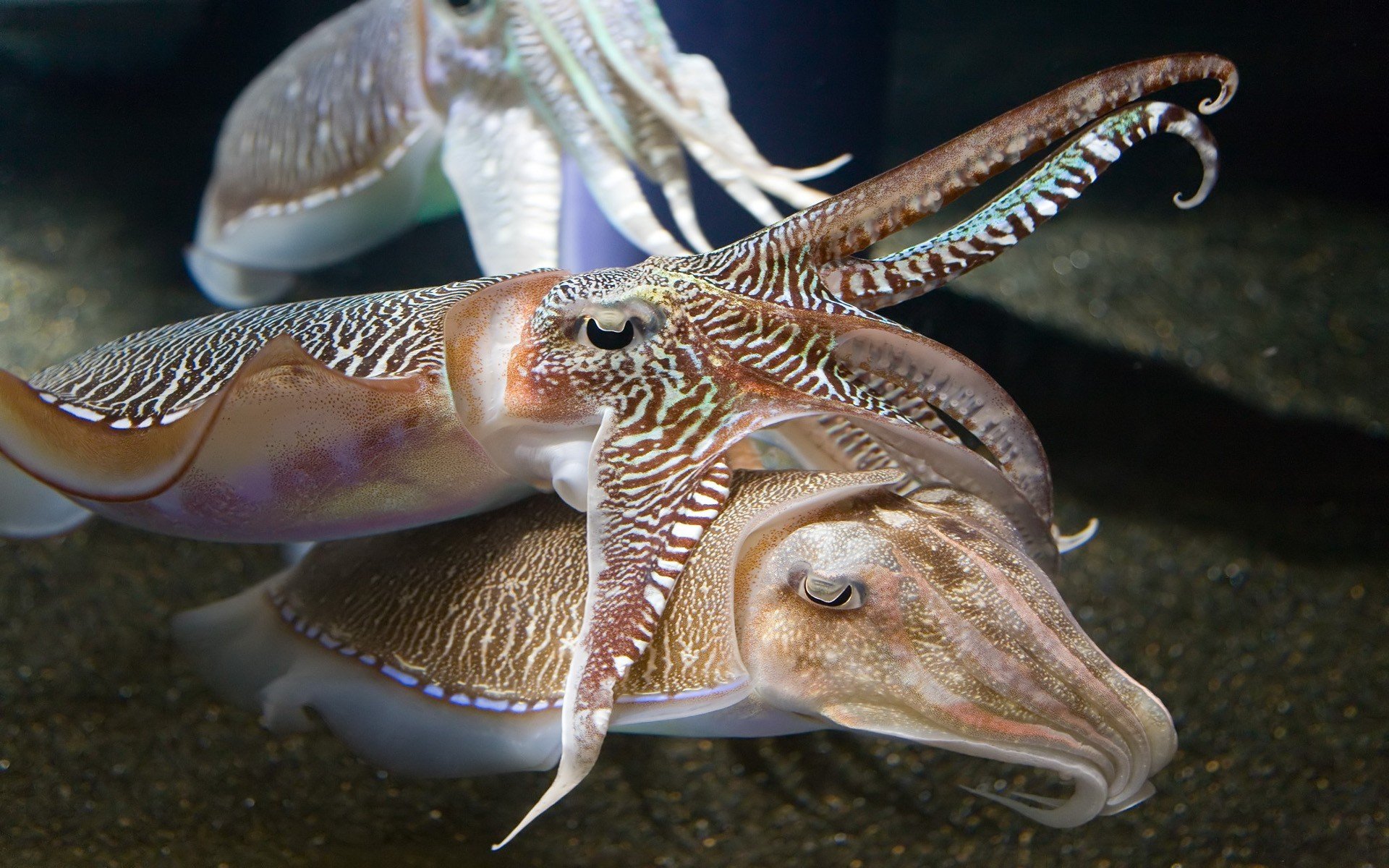 cuttlefish, Aquarium Wallpaper