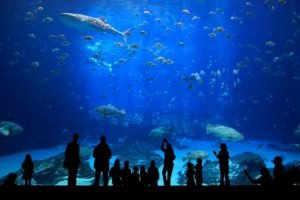 underwater, Silhouette, Fish, Aquarium