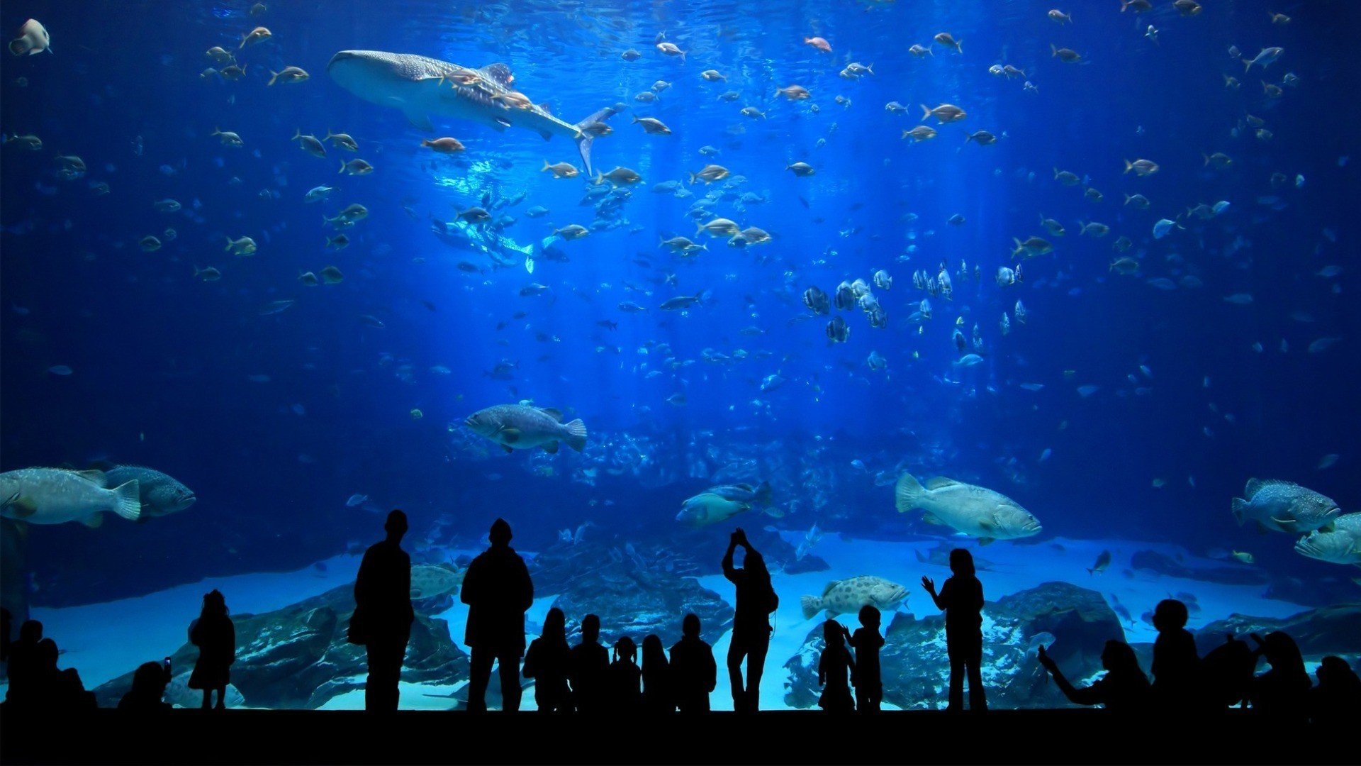 underwater, Silhouette, Fish, Aquarium Wallpaper